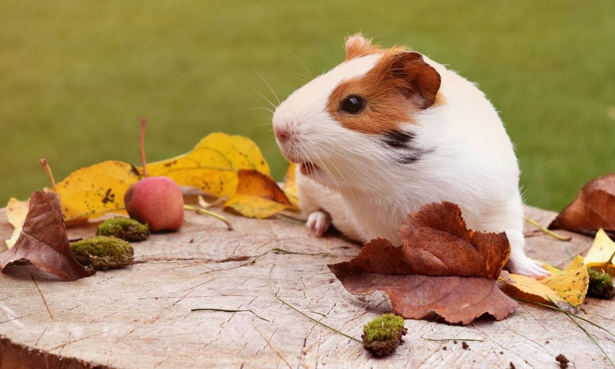Free download Guinea Pig wallpaper ID:270989 hd 1200x720 for computer
