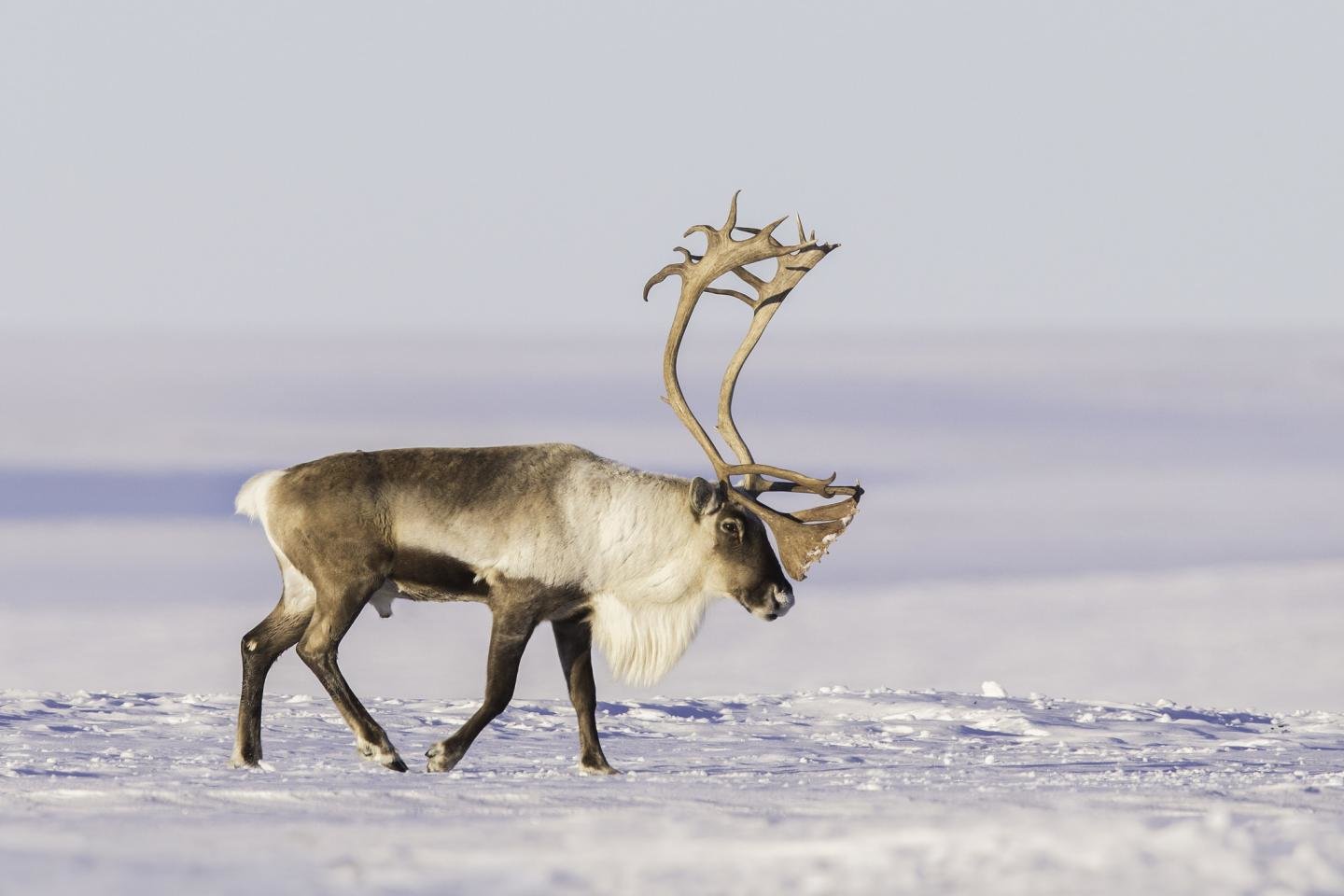 Awesome Reindeer free wallpaper ID:256635 for hd 1440x960 desktop