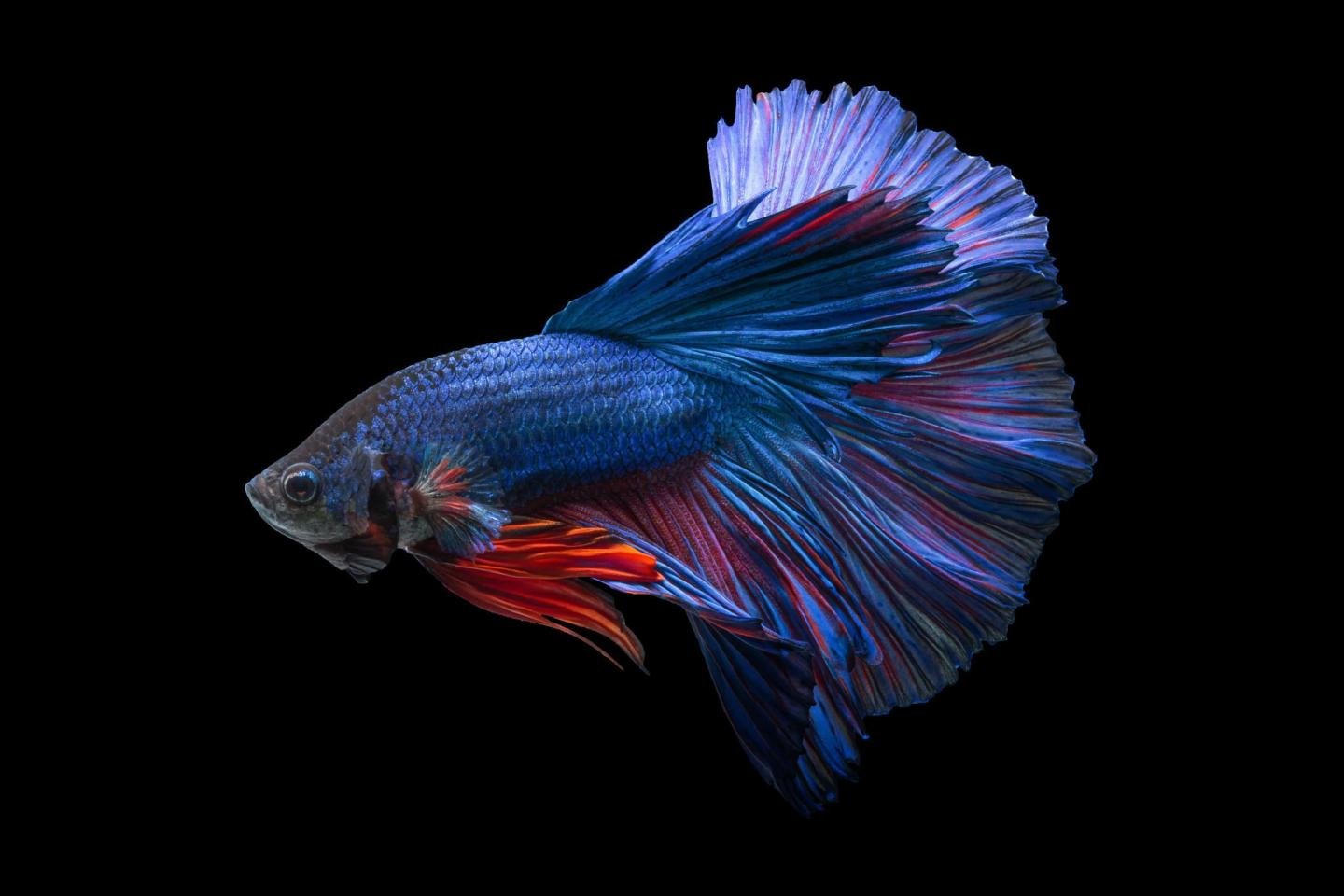 Free Betta high quality background ID:212074 for hd 1440x960 PC