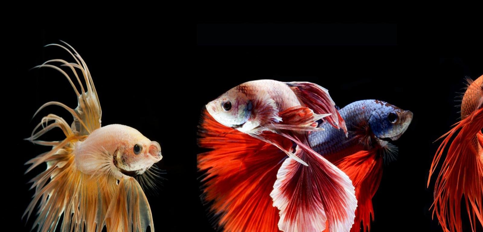 High resolution Betta hd 1600x768 background ID:212083 for computer