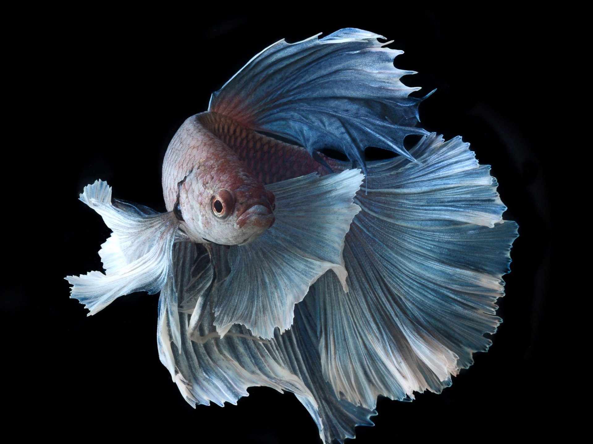 Awesome Betta free wallpaper ID:212087 for hd 1920x1440 PC