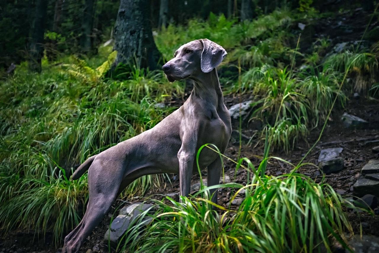 Awesome Weimaraner free background ID:9645 for hd 1280x854 PC