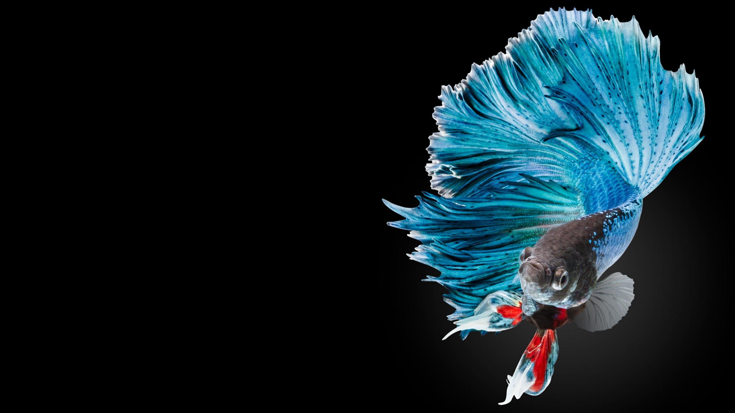 Awesome Betta free background ID:212082 for hd 2560x1440 desktop