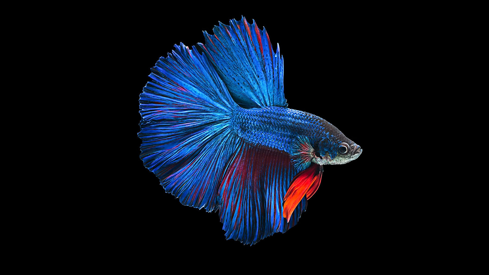 Awesome Betta free wallpaper ID:212080 for full hd 1920x1080 PC