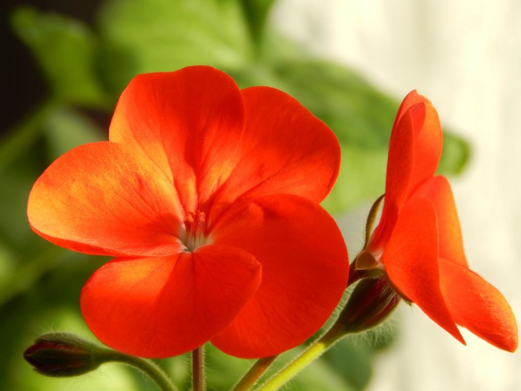 Awesome Geranium free background ID:438253 for hd 1024x768 PC