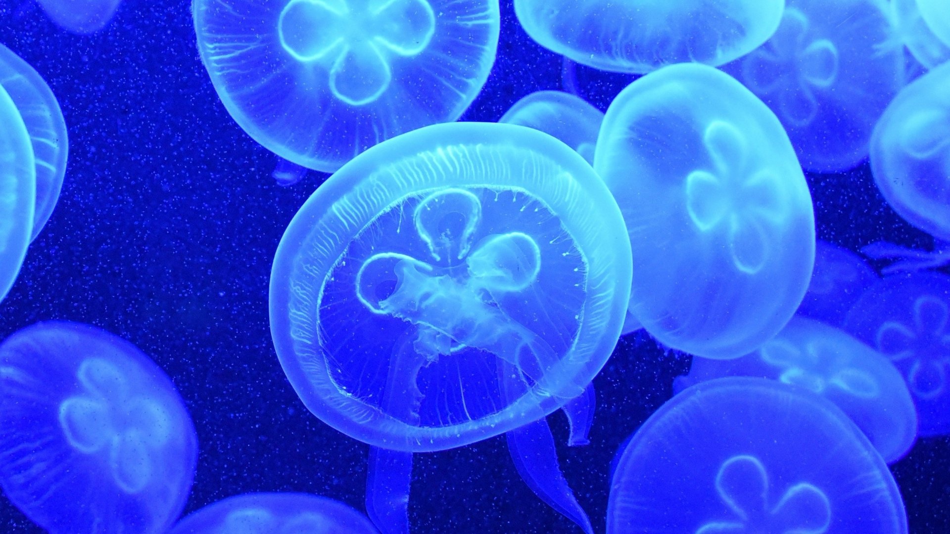 Free download Jellyfish background ID:199774 hd 1080p for desktop