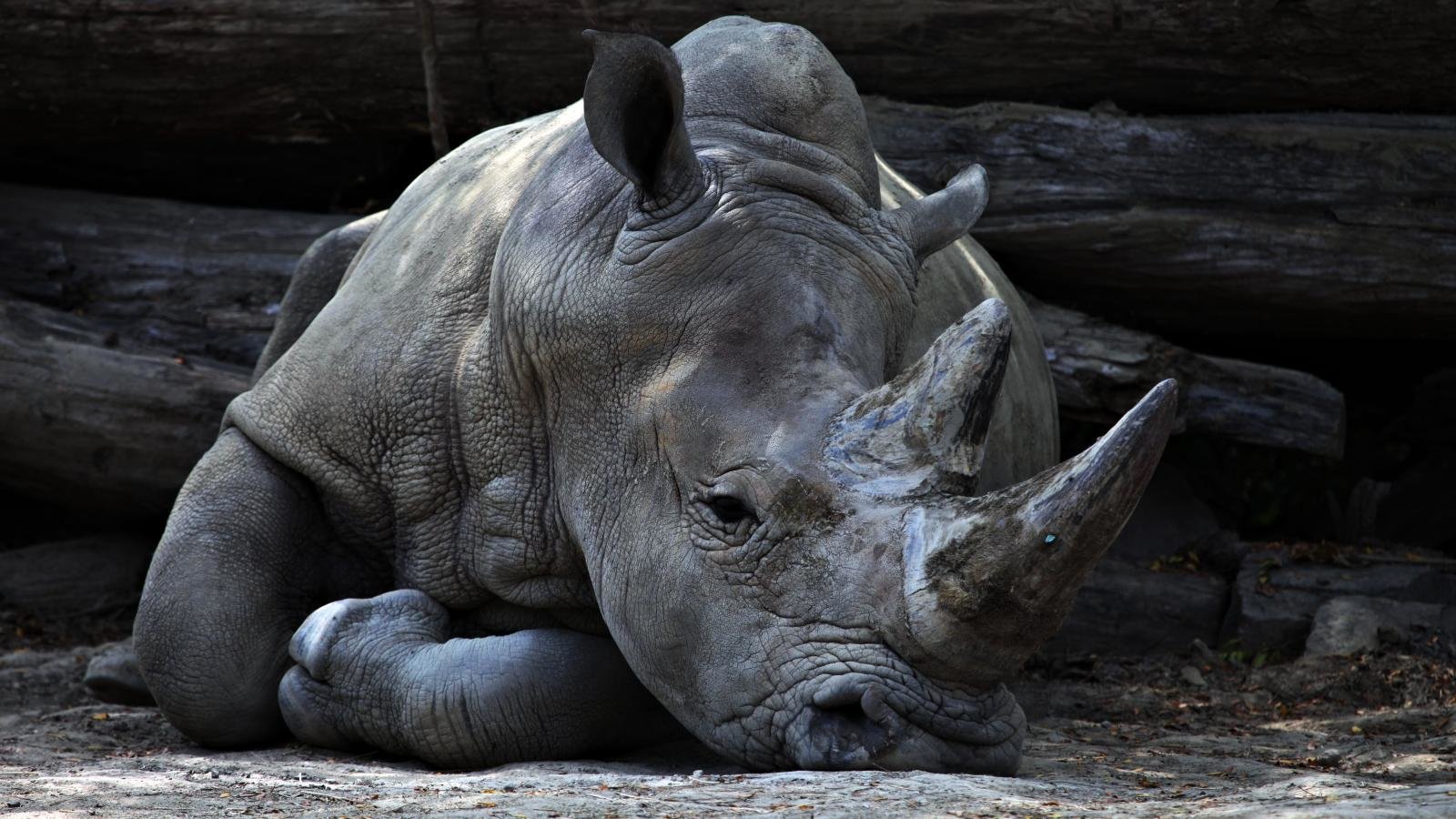 Awesome Rhino free background ID:20091 for hd 1600x900 PC