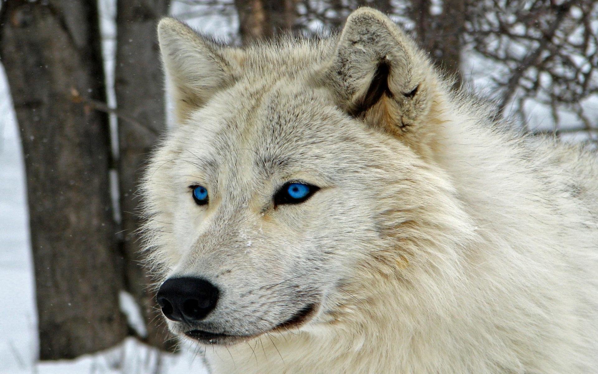 Best White Wolf wallpaper ID:118215 for High Resolution hd 1920x1200 PC