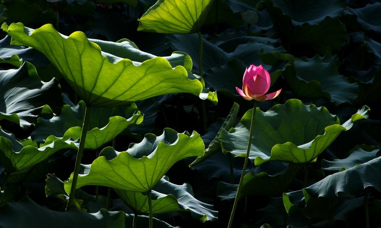 Best Lotus flower background ID:48458 for High Resolution hd 1280x768 computer