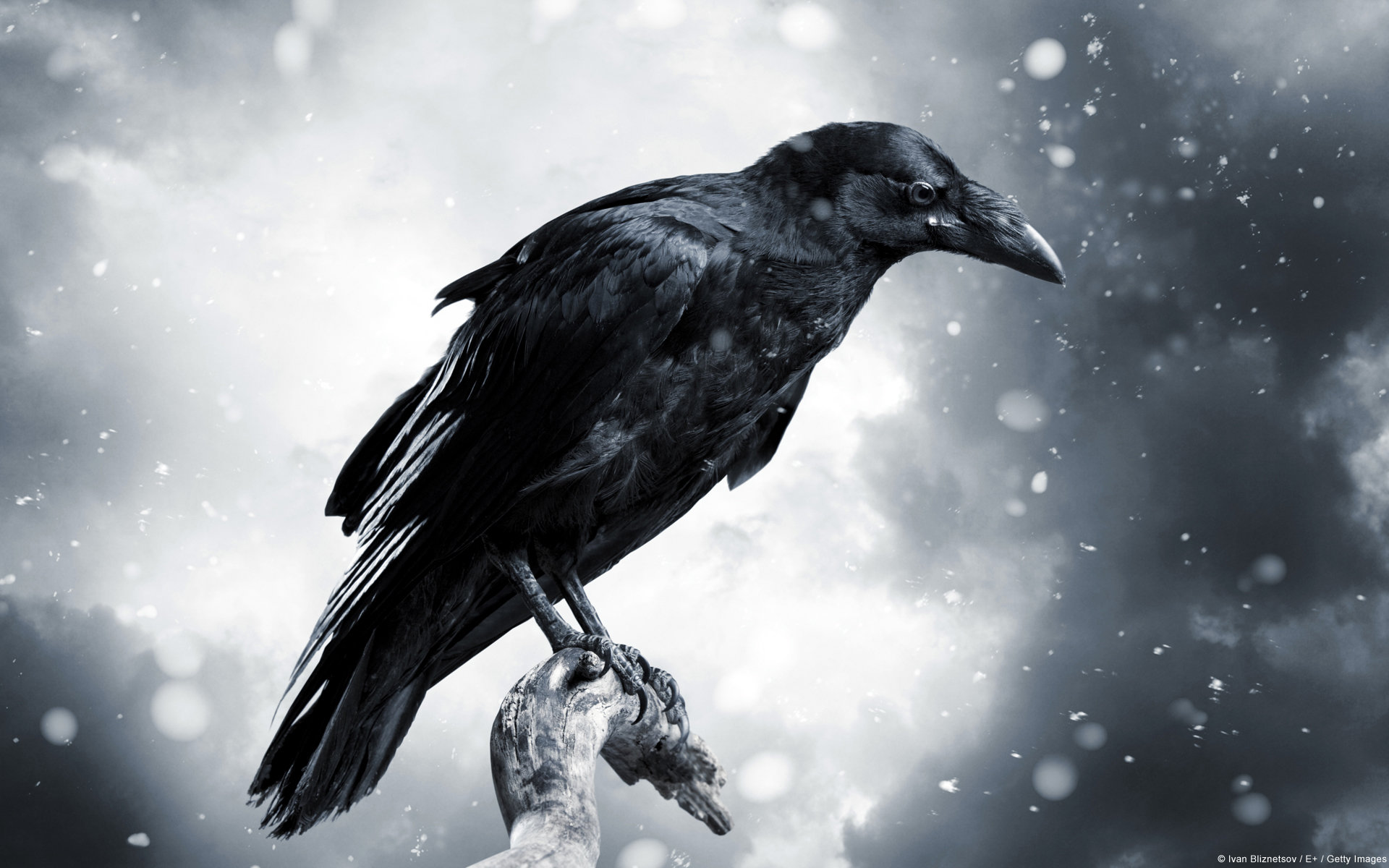 Free download Raven wallpaper ID:397354 hd 1920x1200 for computer