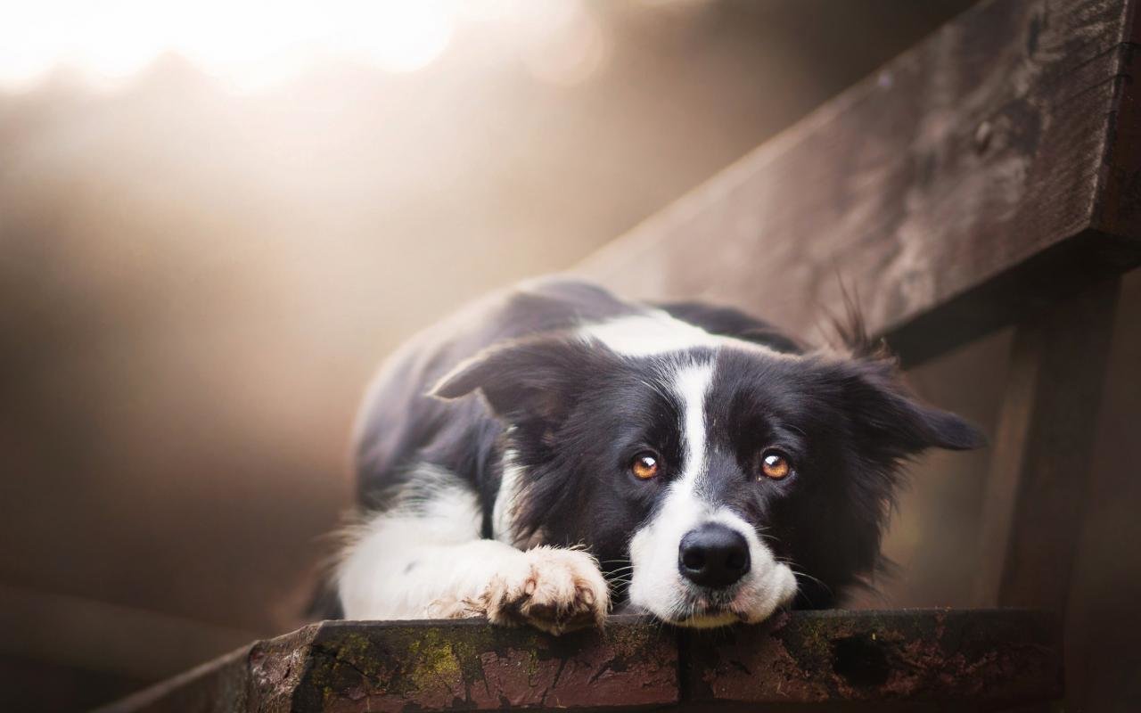 Free Border Collie high quality background ID:165897 for hd 1280x800 desktop
