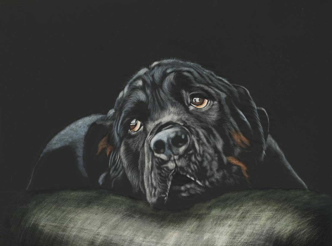 Free download Rottweiler background ID:68594 hd 1120x832 for desktop