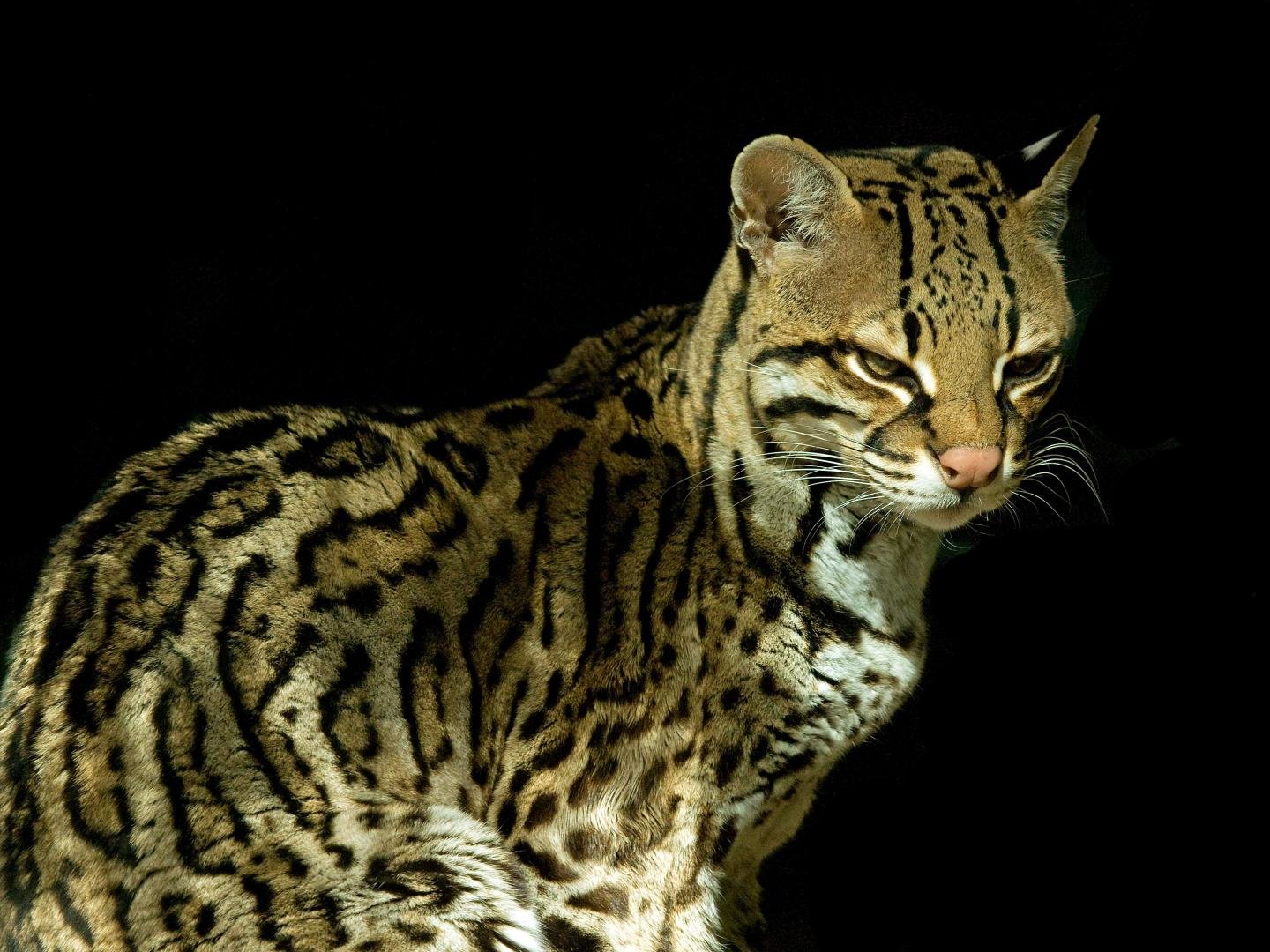 Best Ocelot background ID:146294 for High Resolution hd 1440x1080 computer