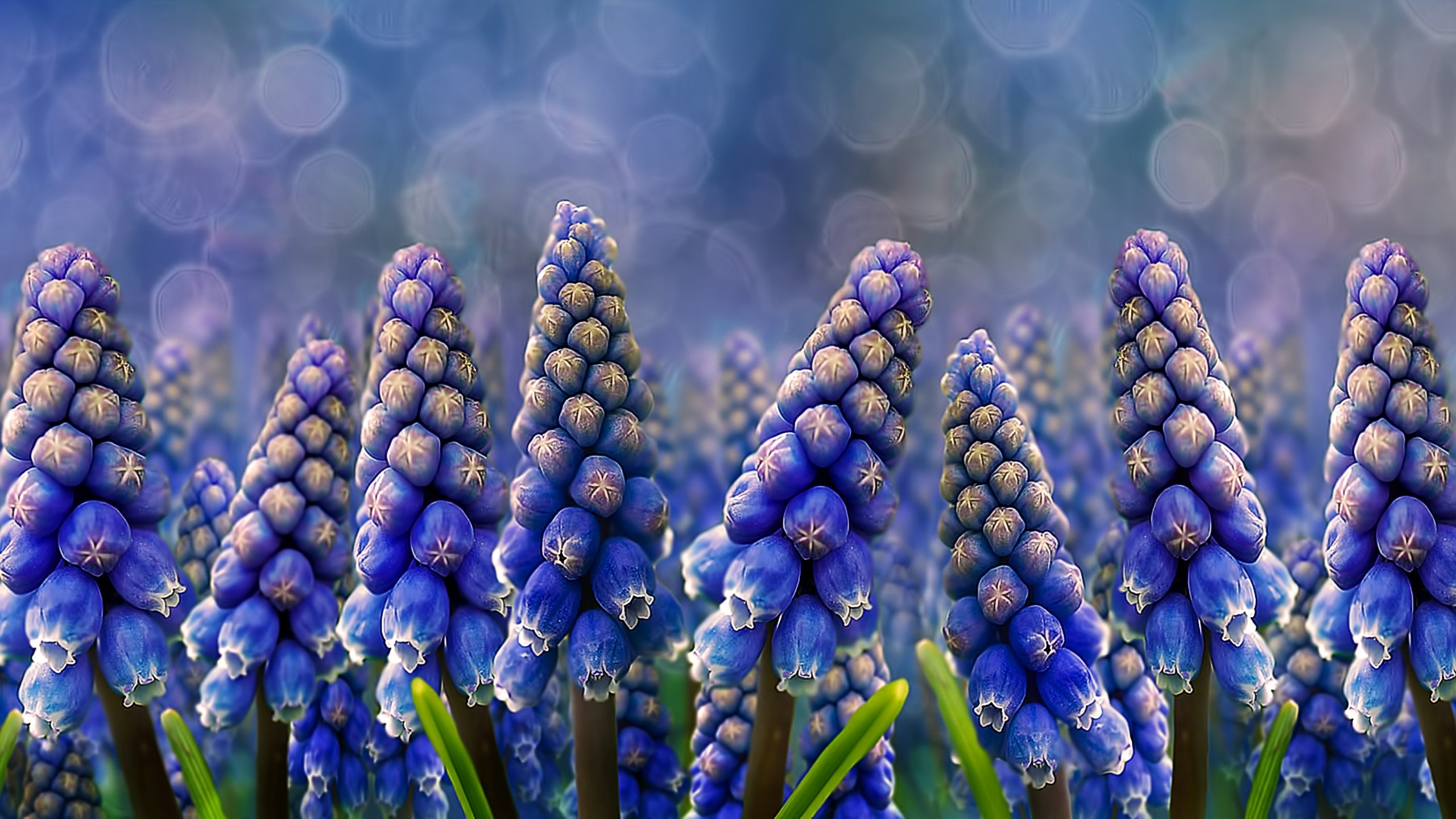 Best Hyacinth background ID:155933 for High Resolution hd 2560x1440 desktop
