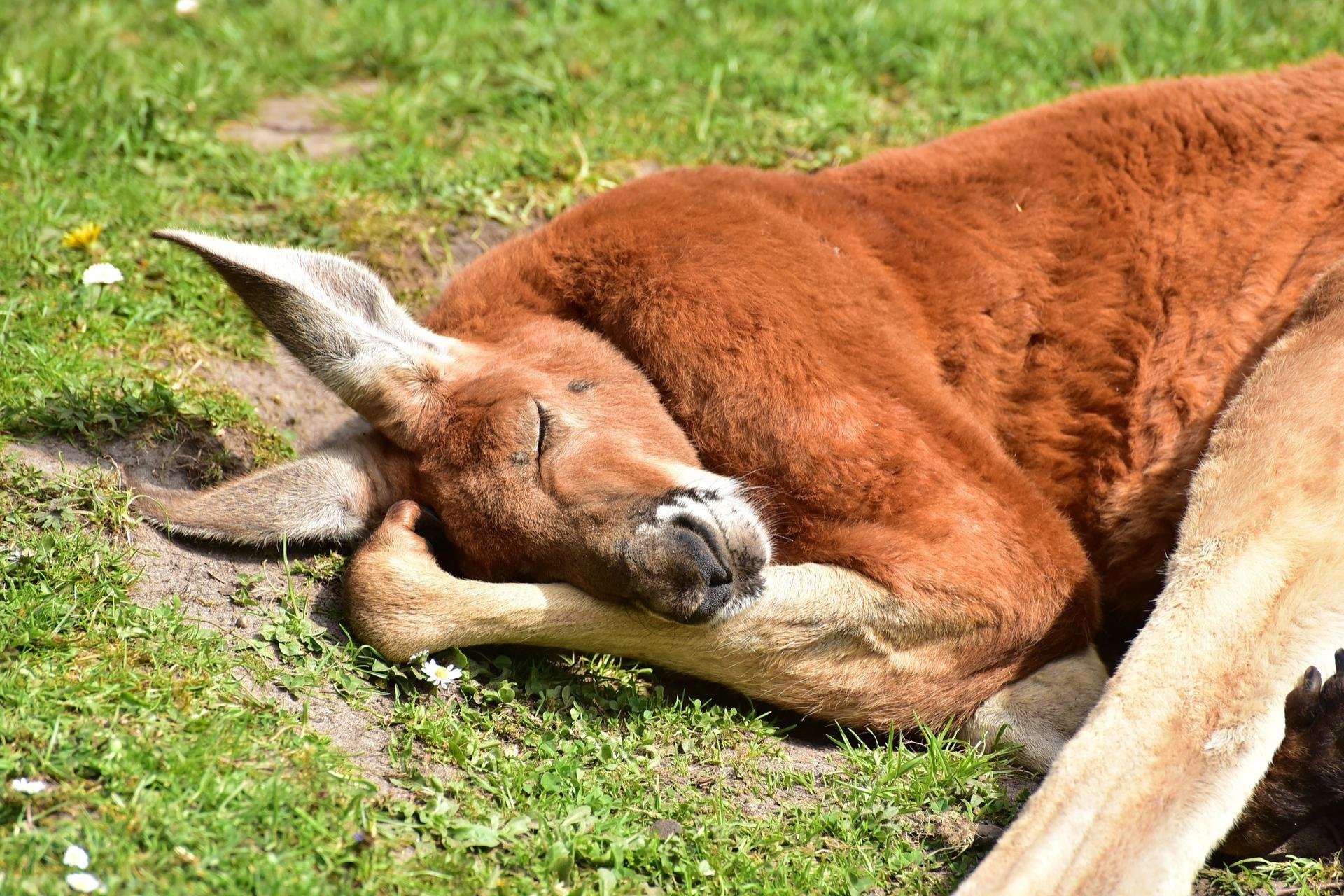 Download hd 1920x1280 Kangaroo computer background ID:122511 for free