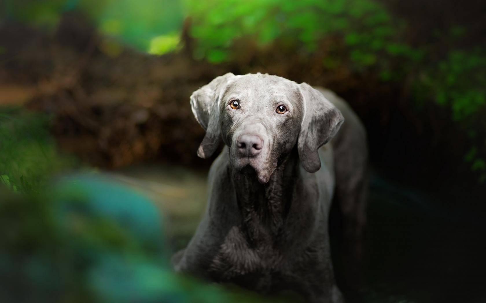 Awesome Weimaraner free background ID:9644 for hd 1680x1050 PC