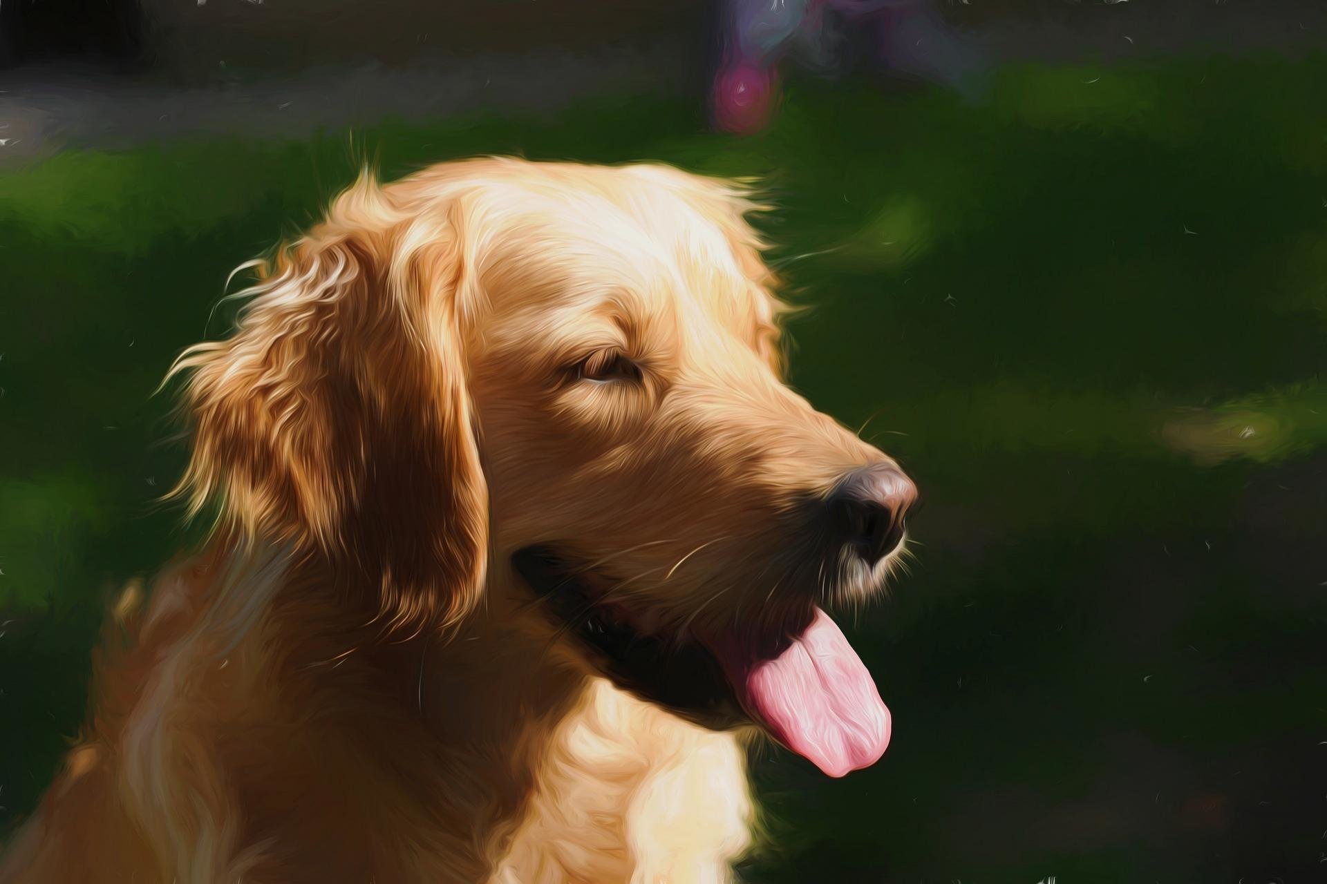 Awesome Golden Retriever free wallpaper ID:211837 for hd 1920x1280 computer