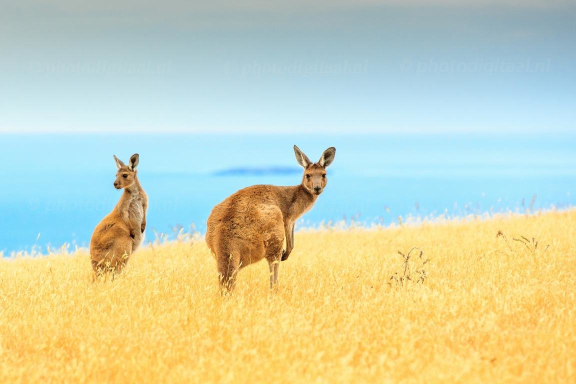Free download Kangaroo background ID:122501 hd 1152x768 for computer