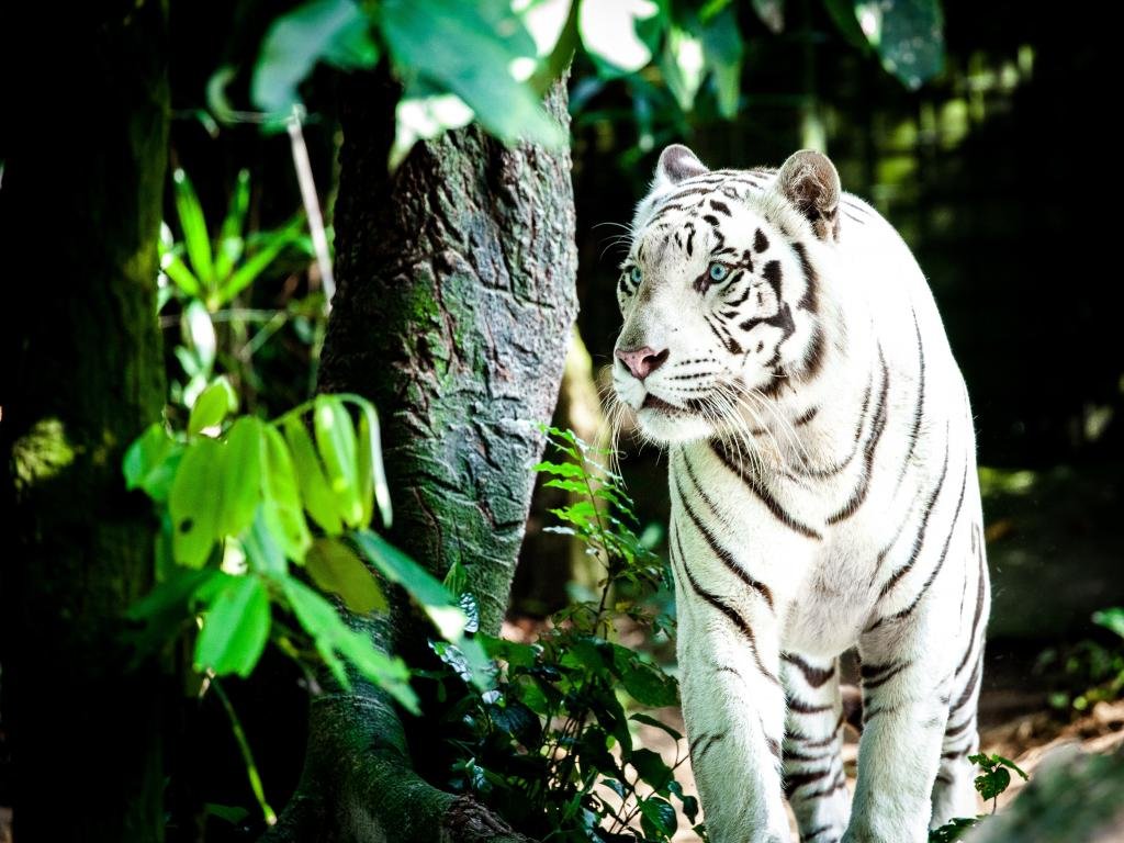 Best White Tiger background ID:174936 for High Resolution hd 1024x768 PC