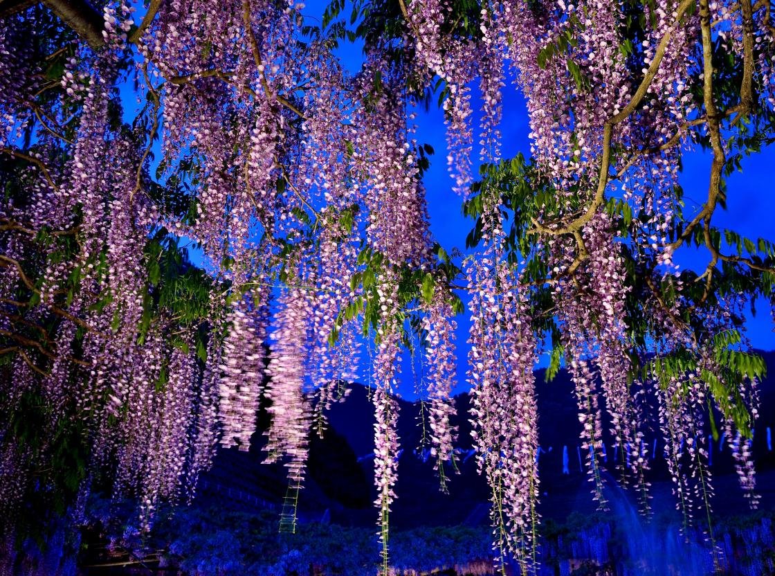 Awesome Wisteria free background ID:255032 for hd 1120x832 computer
