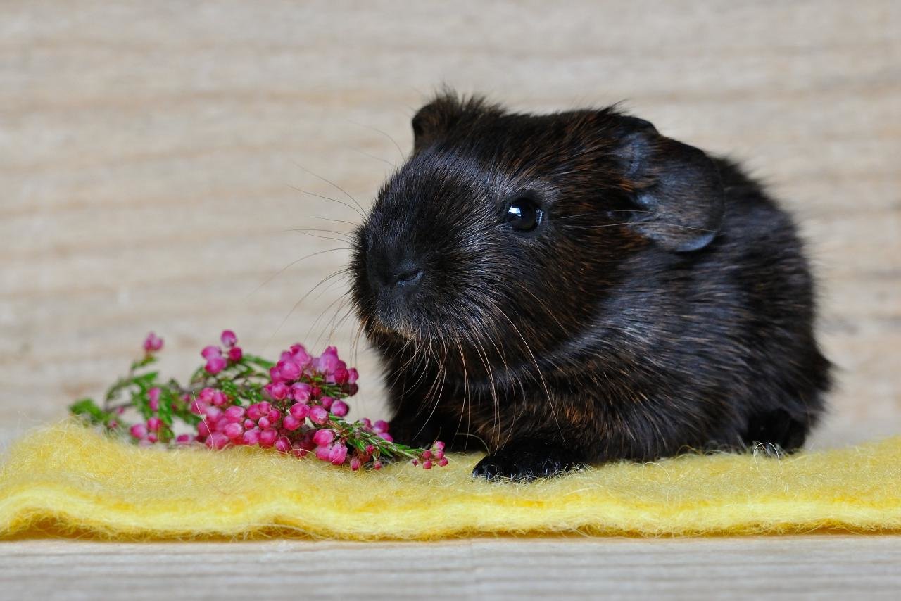 Best Guinea Pig background ID:270988 for High Resolution hd 1280x854 PC