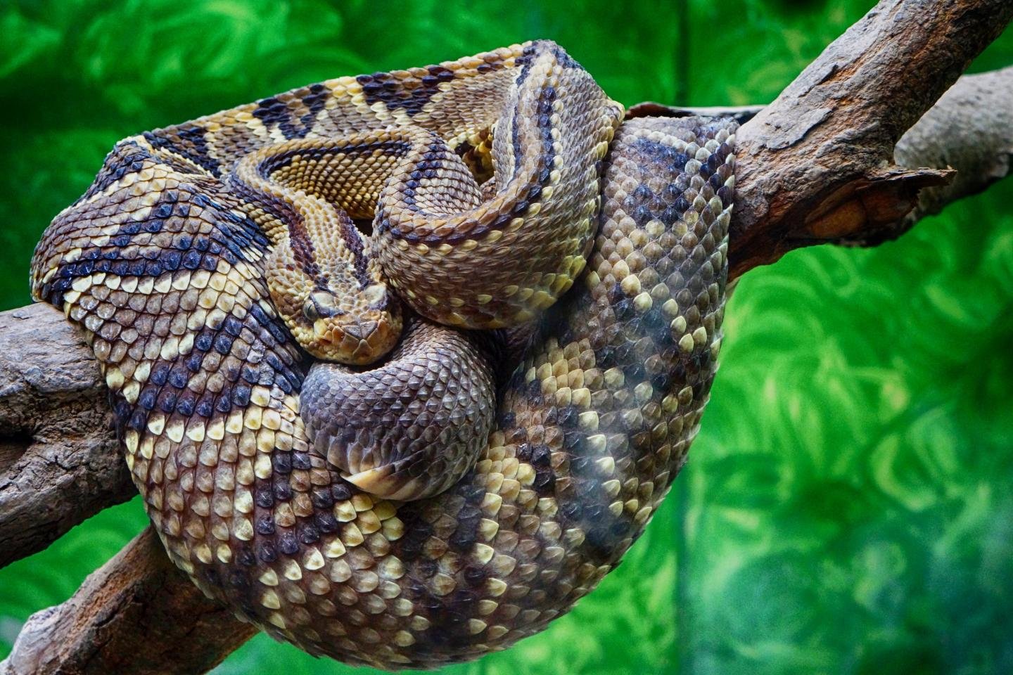 High resolution Rattlesnake hd 1440x960 wallpaper ID:353134 for PC