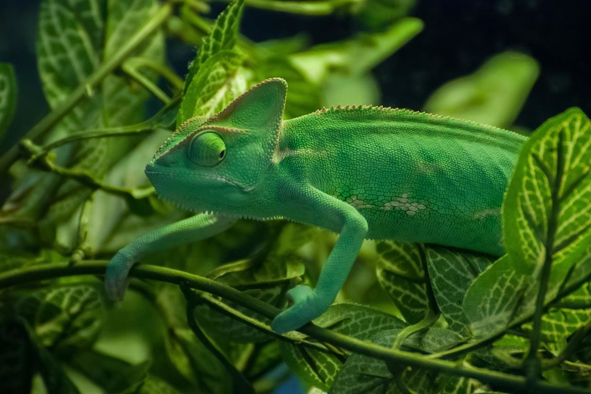Free Chameleon high quality background ID:462461 for hd 1152x768 computer