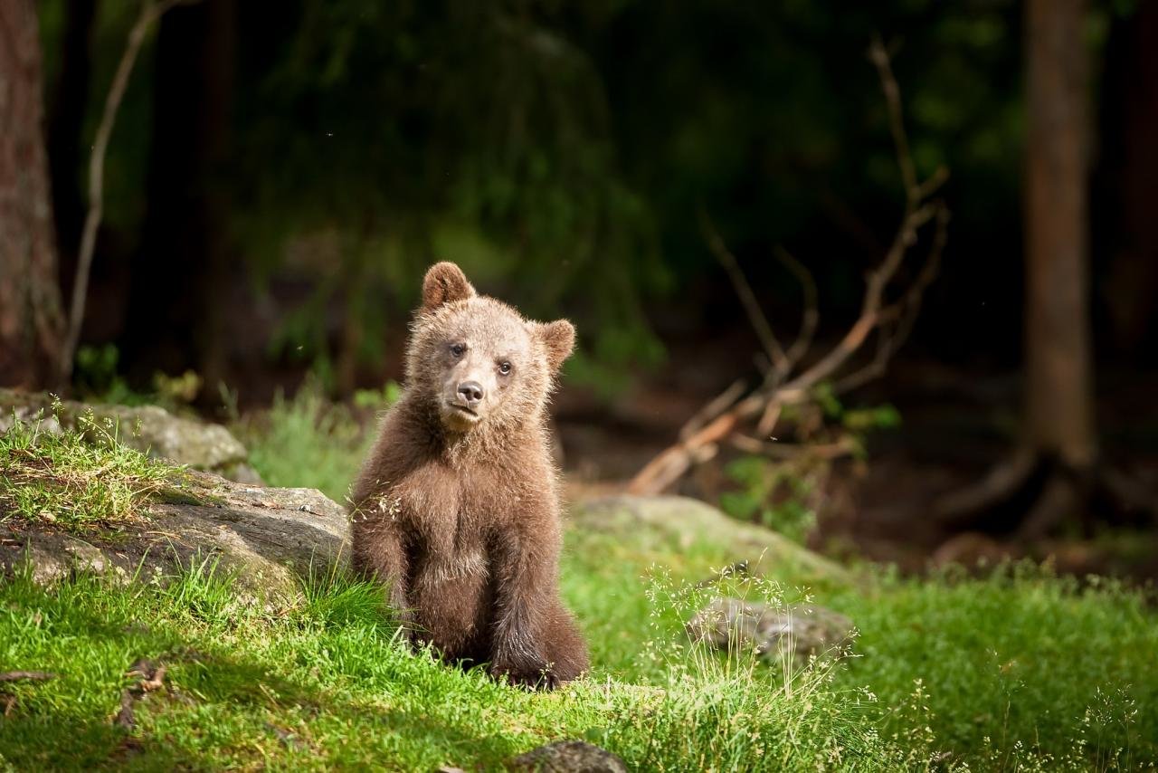 Awesome Baby Animal (cub) free wallpaper ID:352622 for hd 1280x854 computer