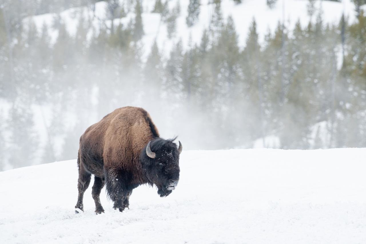 Download hd 1280x854 Bison PC background ID:130651 for free