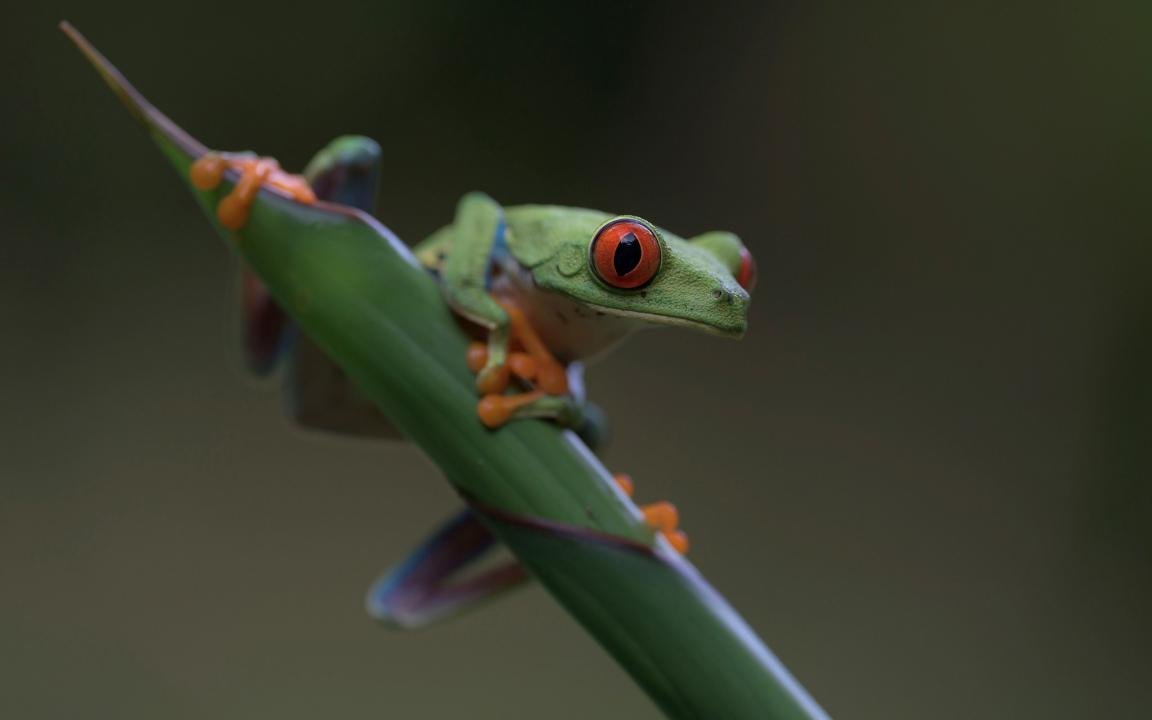 Download hd 1152x720 Red Eyed Tree Frog PC wallpaper ID:20220 for free