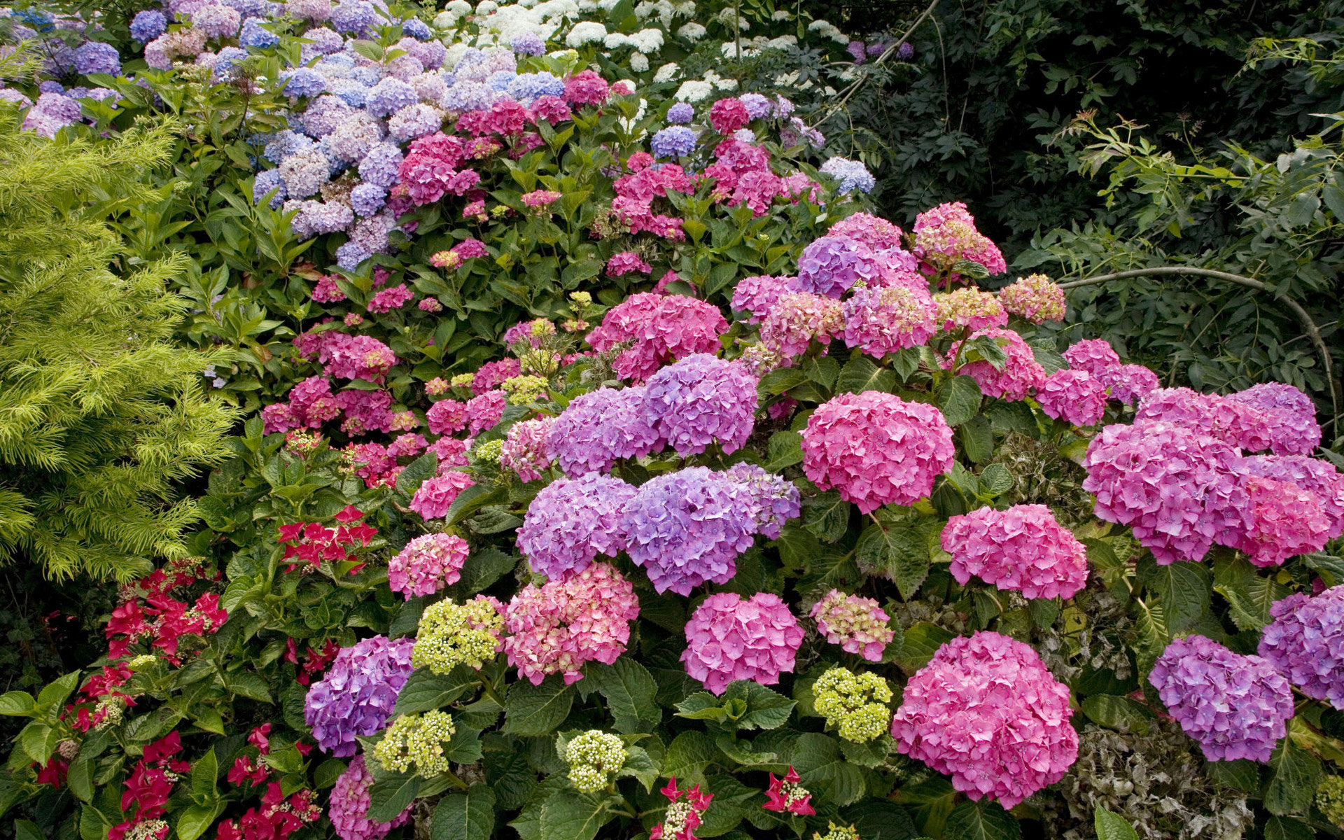Free Hydrangea high quality wallpaper ID:282312 for hd 1920x1200 computer