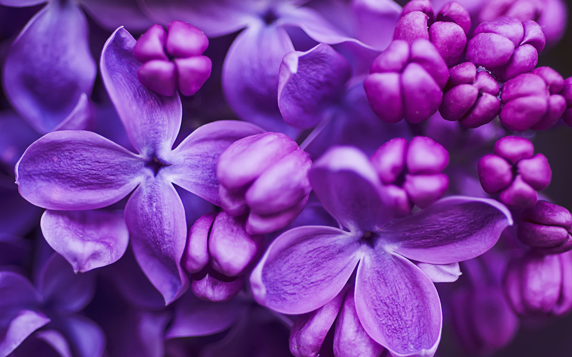 Best Lilac wallpaper ID:276183 for High Resolution hd 1920x1200 computer