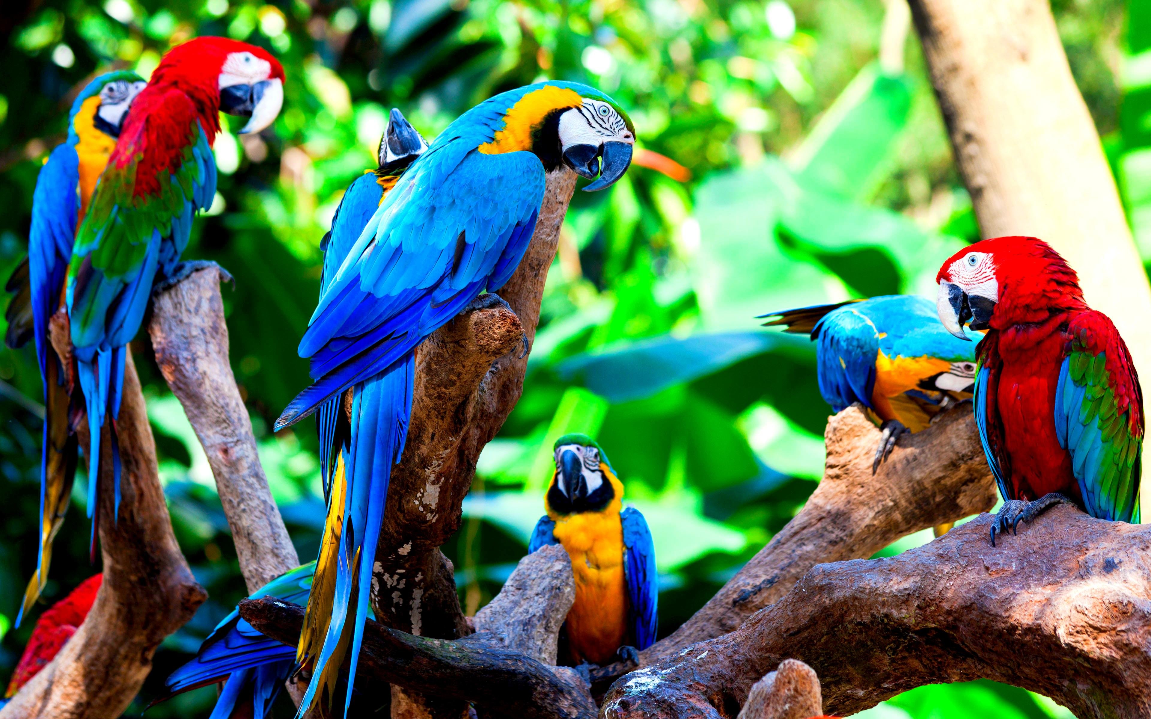 Free download Macaw background ID:46309 hd 3840x2400 for computer