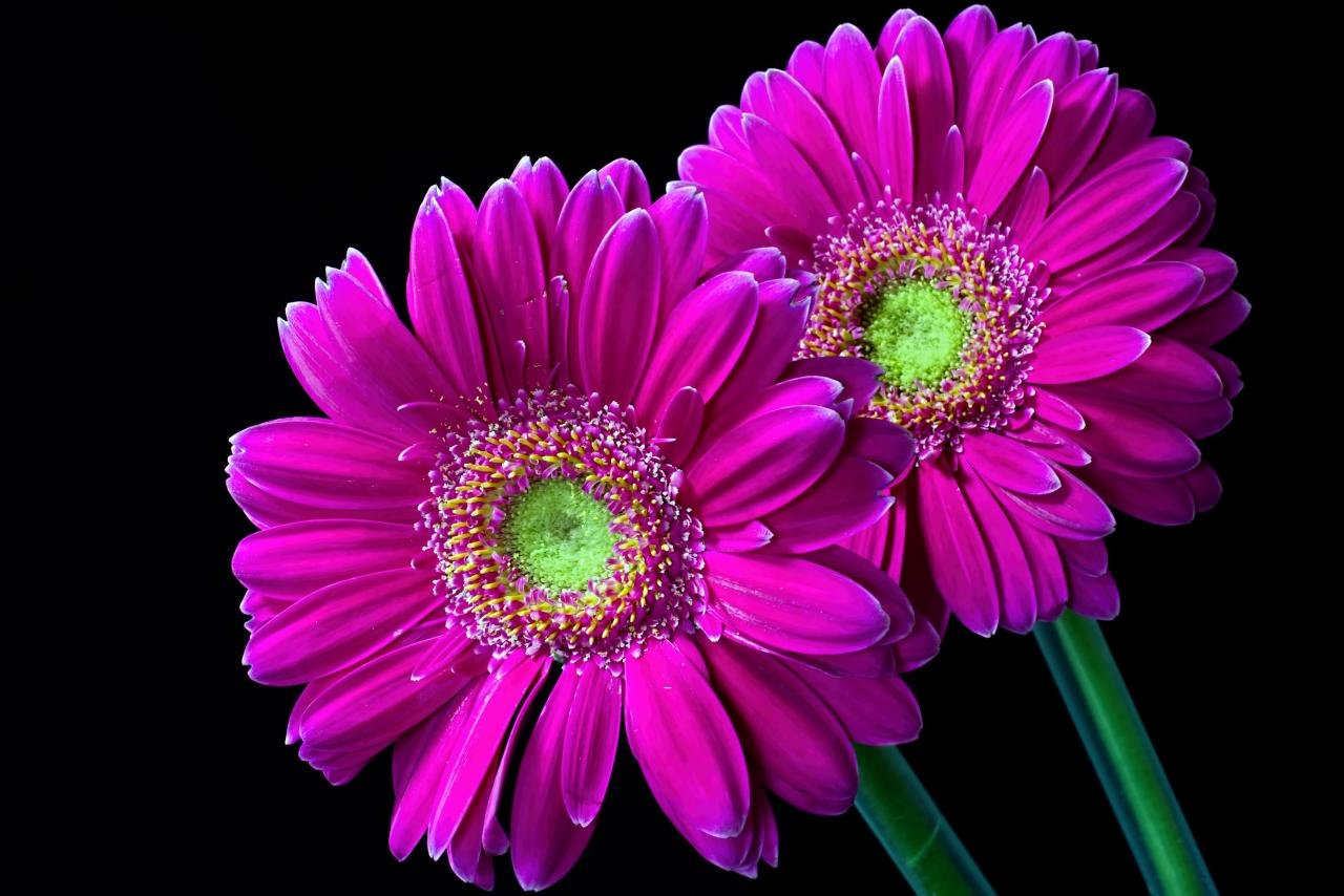 Free Gerbera high quality background ID:119553 for hd 1280x854 PC