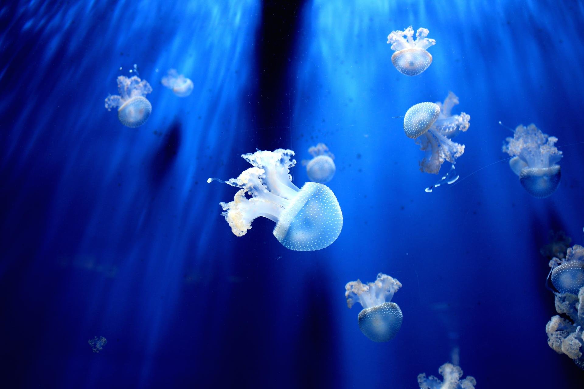 Free download Jellyfish background ID:199761 hd 1920x1280 for PC