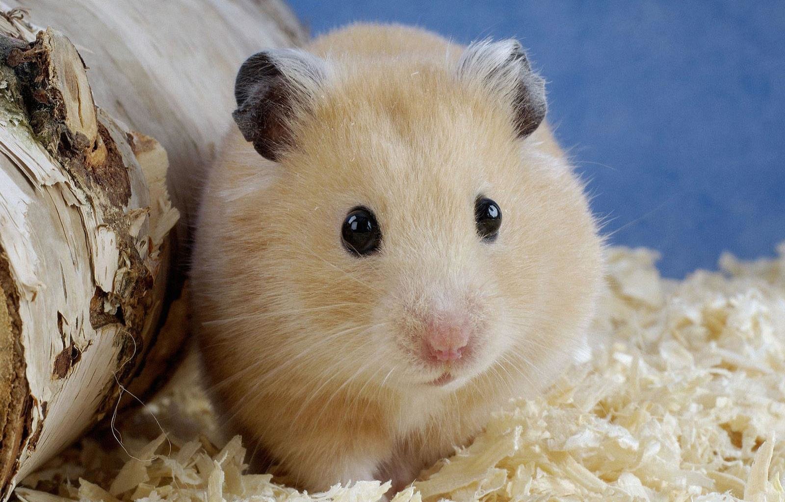 Free download Hamster background ID:234056 hd 1600x1024 for desktop