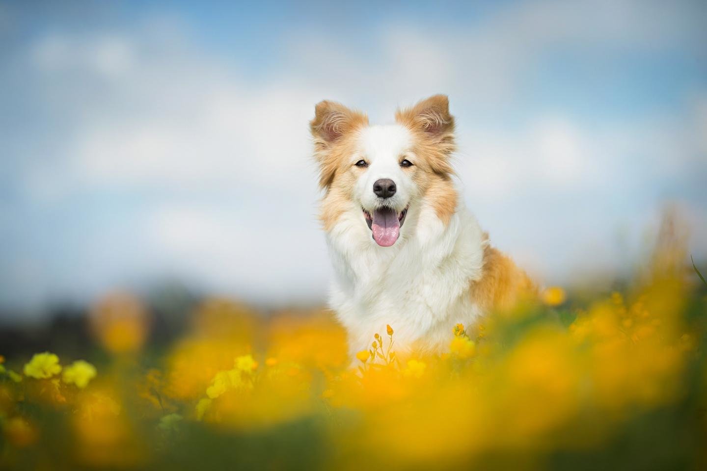 High resolution Border Collie hd 1440x960 wallpaper ID:165890 for PC