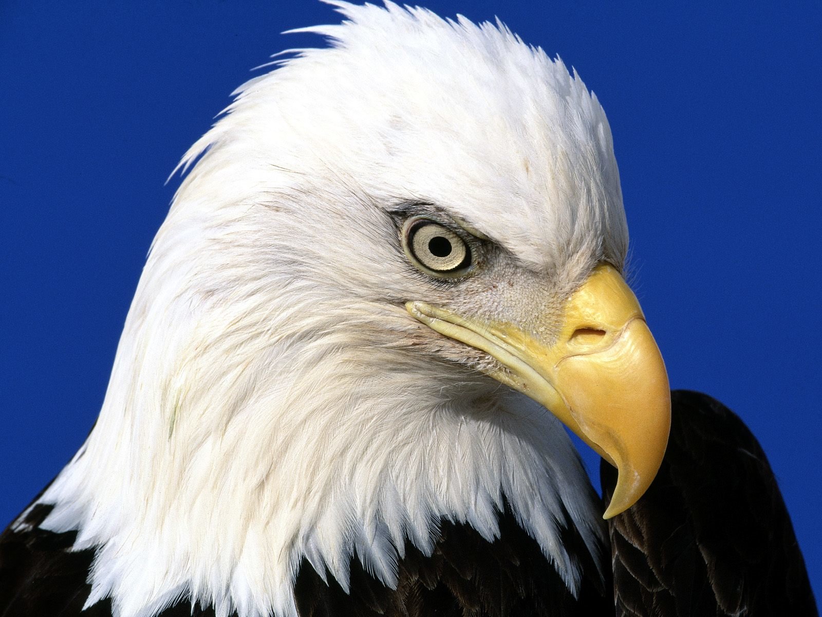 Free Eagle high quality wallpaper ID:231129 for hd 1600x1200 computer