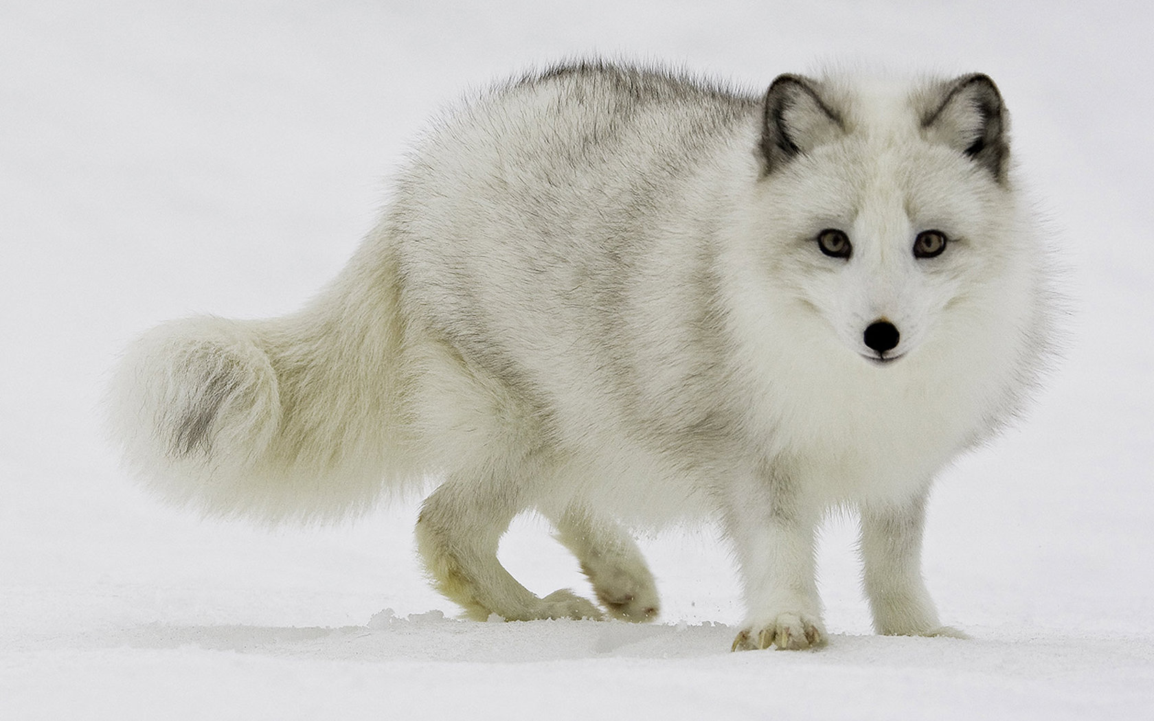 Awesome Arctic Fox free wallpaper ID:98730 for hd 1680x1050 PC