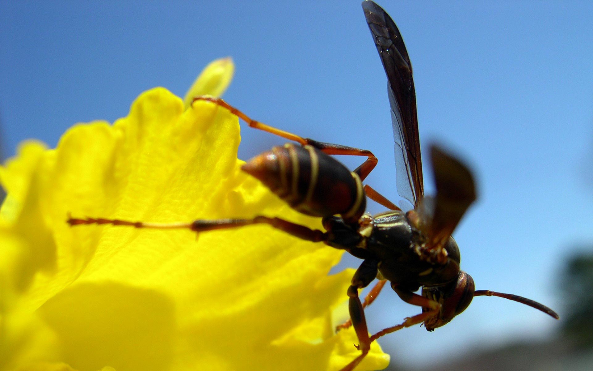 Awesome Wasp free wallpaper ID:48145 for hd 1920x1200 computer
