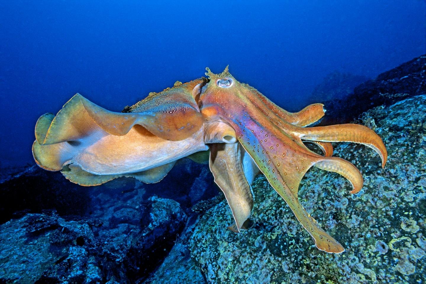Awesome Octopus free wallpaper ID:350559 for hd 1440x960 PC