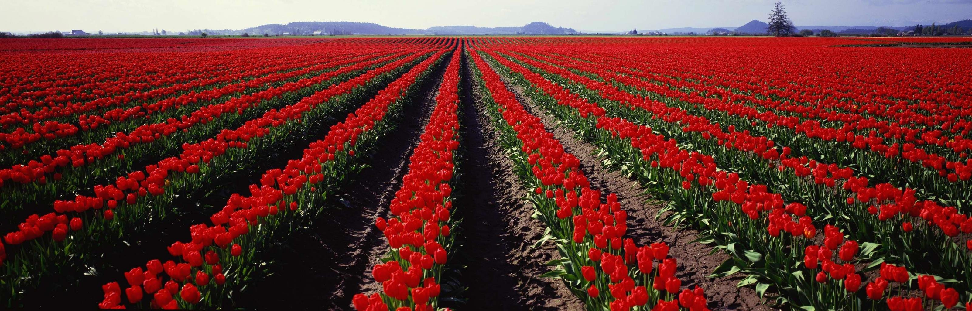 Awesome Tulip free background ID:157336 for dual monitor 3200x1024 PC