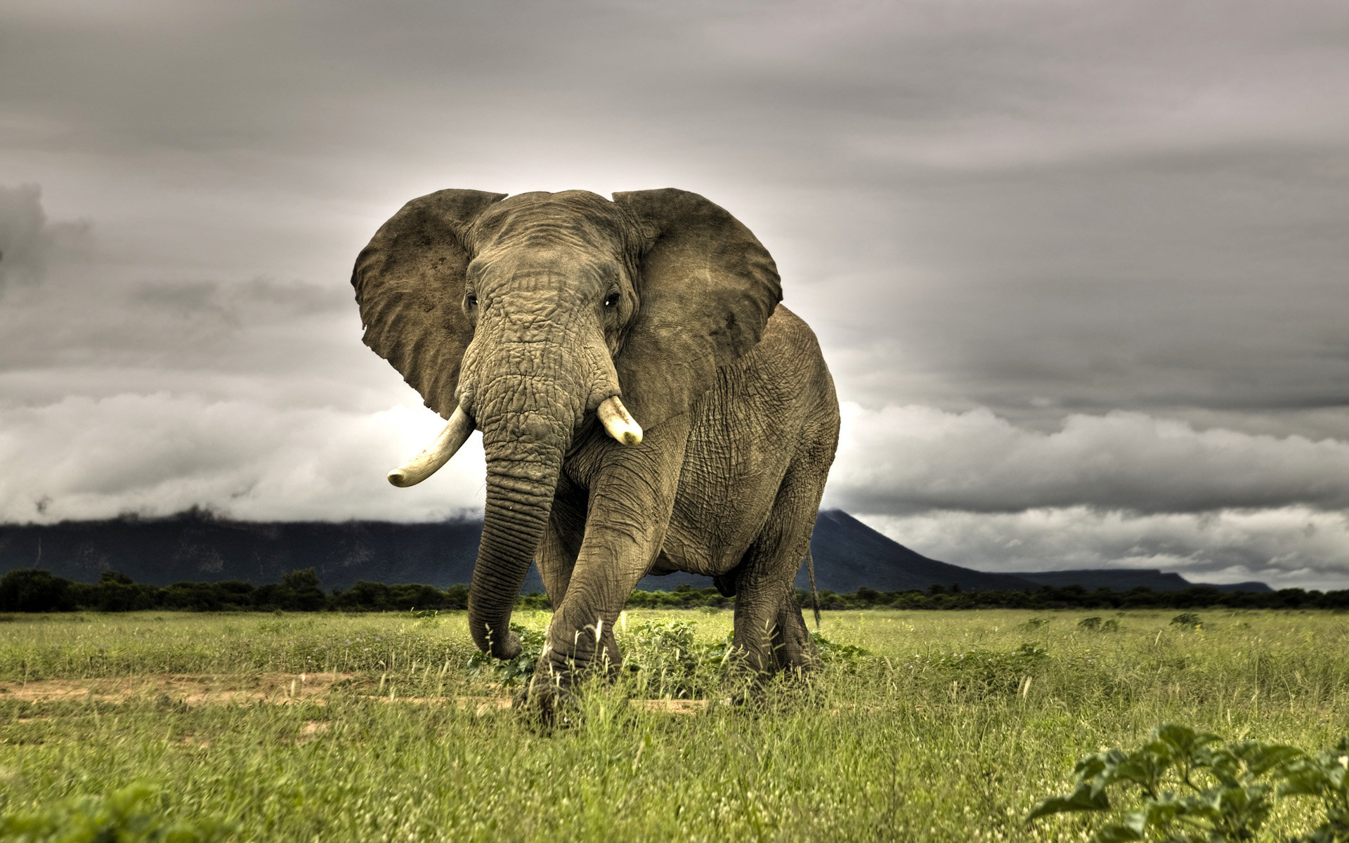 High resolution Elephant hd 1920x1200 wallpaper ID:132551 for computer