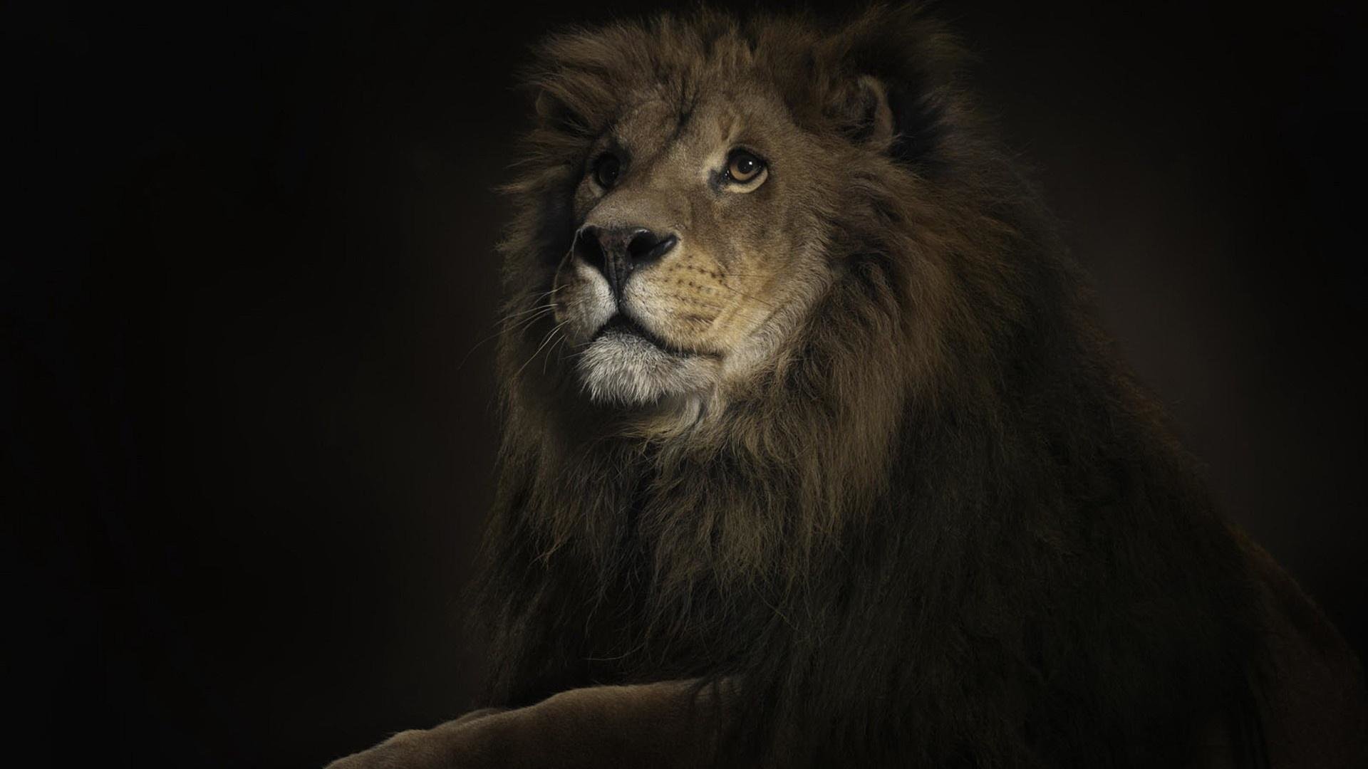 Free Lion high quality background ID:255160 for hd 1920x1080 PC