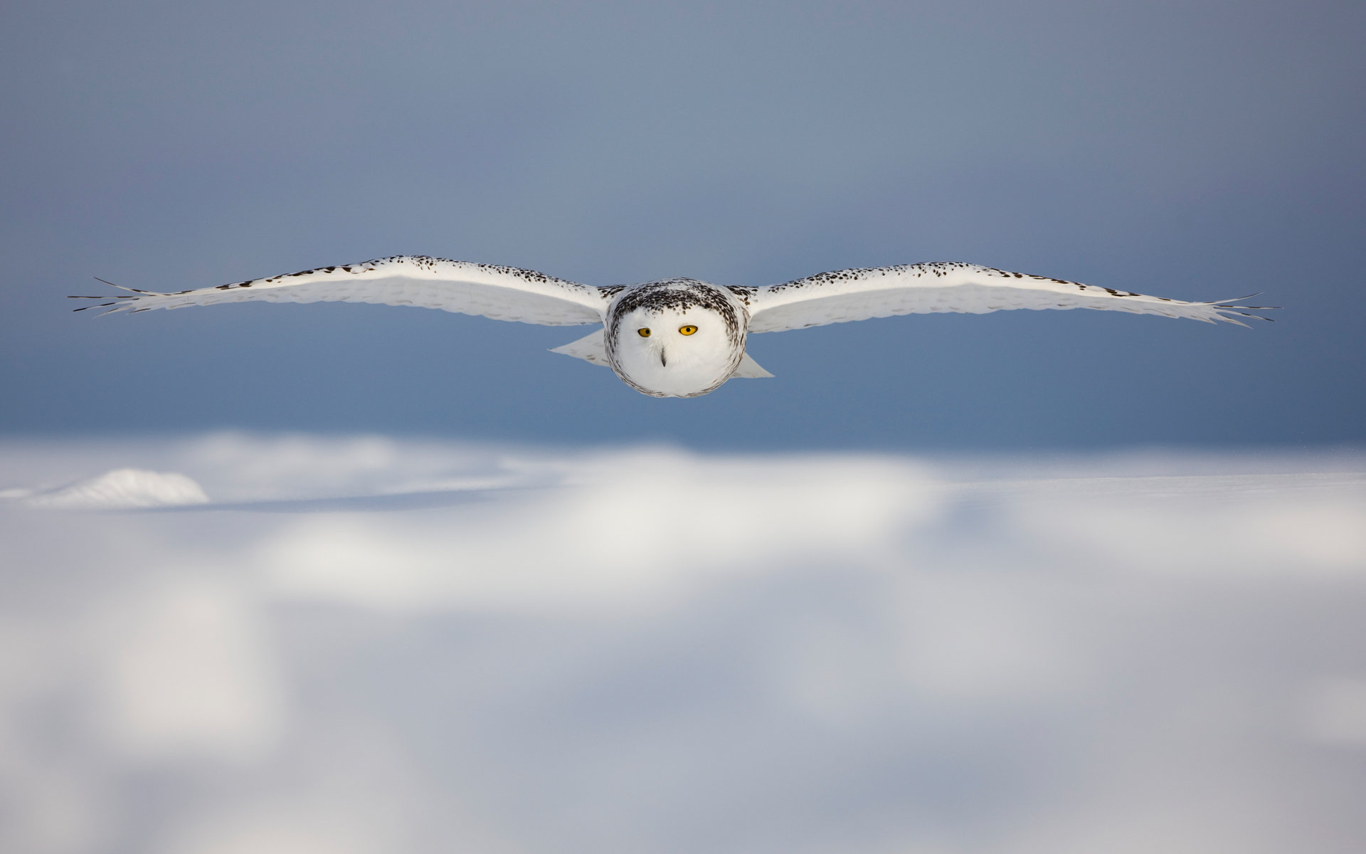 High resolution Snowy Owl hd 1920x1200 background ID:26763 for computer