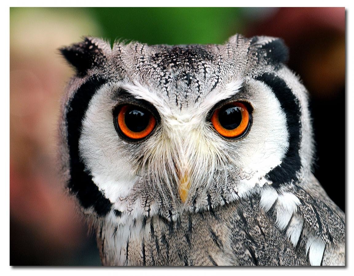 Awesome Owl free background ID:237311 for hd 1152x900 PC