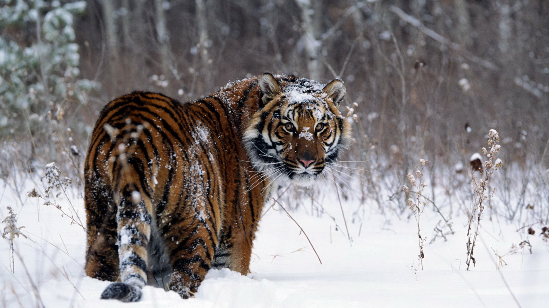 Awesome Tiger free background ID:115590 for hd 1920x1080 PC
