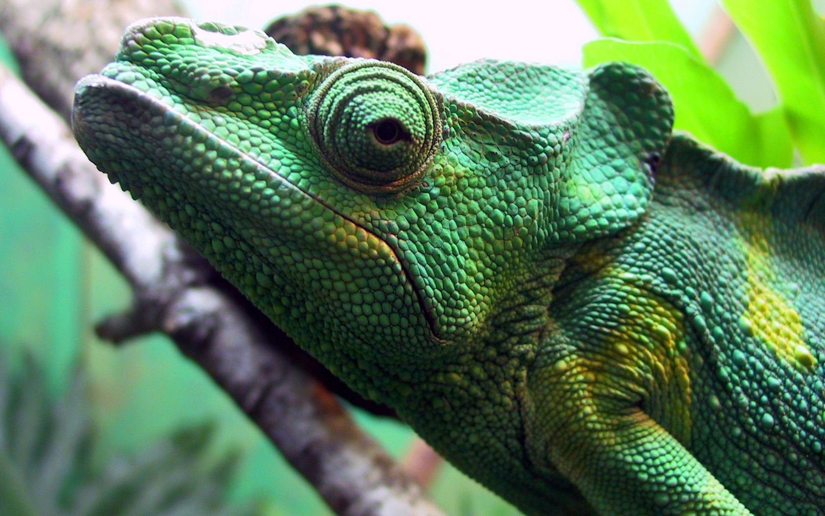 Download hd 1680x1050 Chameleon computer background ID:462498 for free