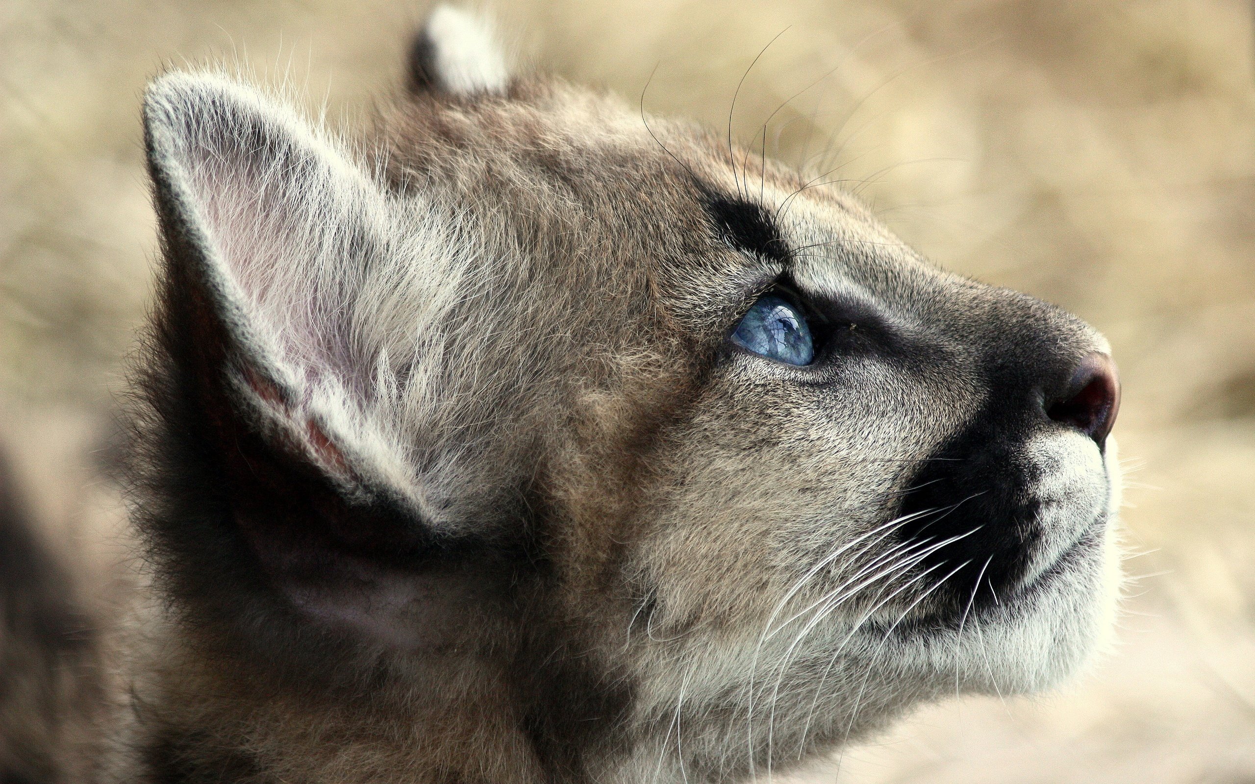 High resolution Cougar hd 2560x1600 background ID:81771 for desktop