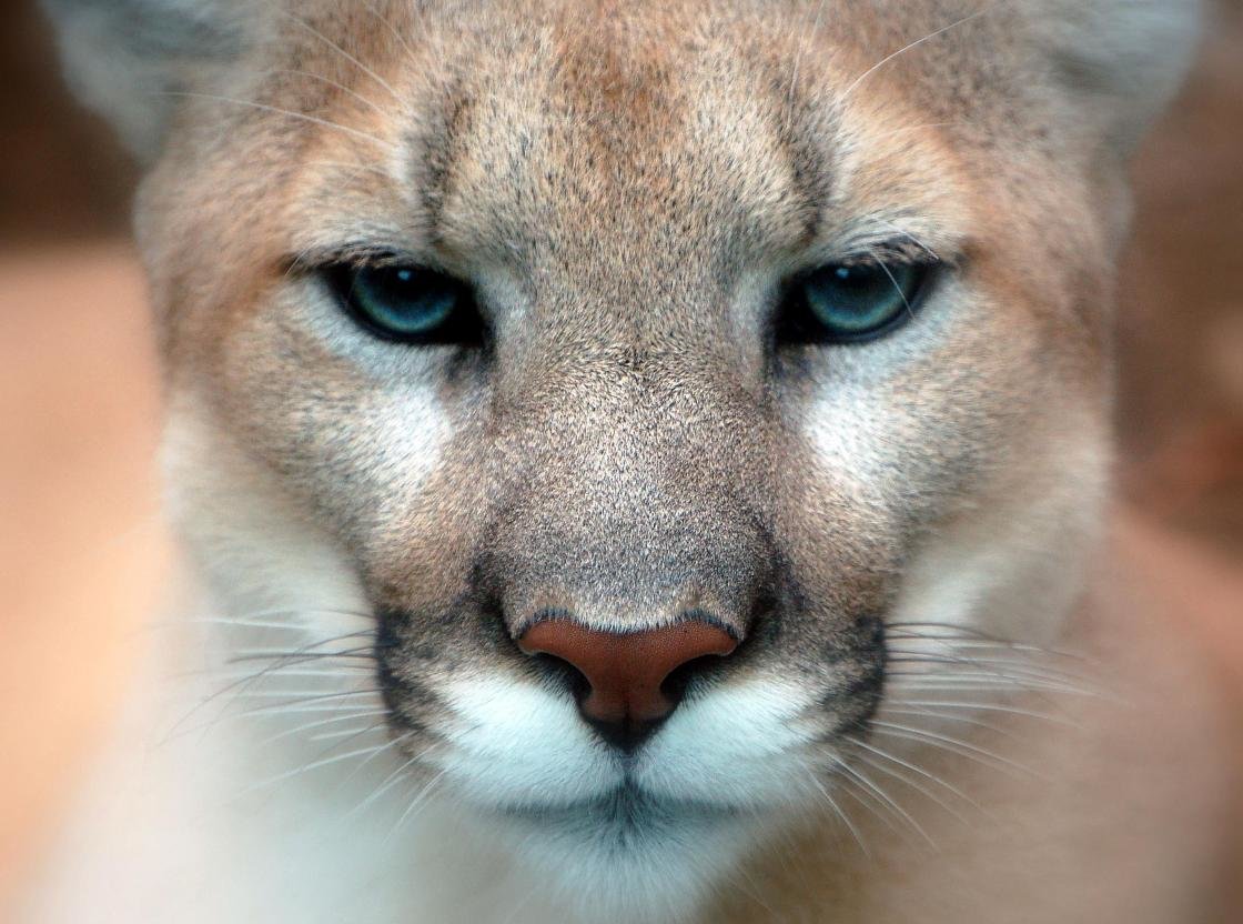 High resolution Cougar hd 1120x832 background ID:81805 for PC